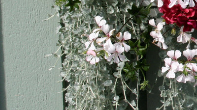 Hopeavitjan istutus ja hoito-ohjeet