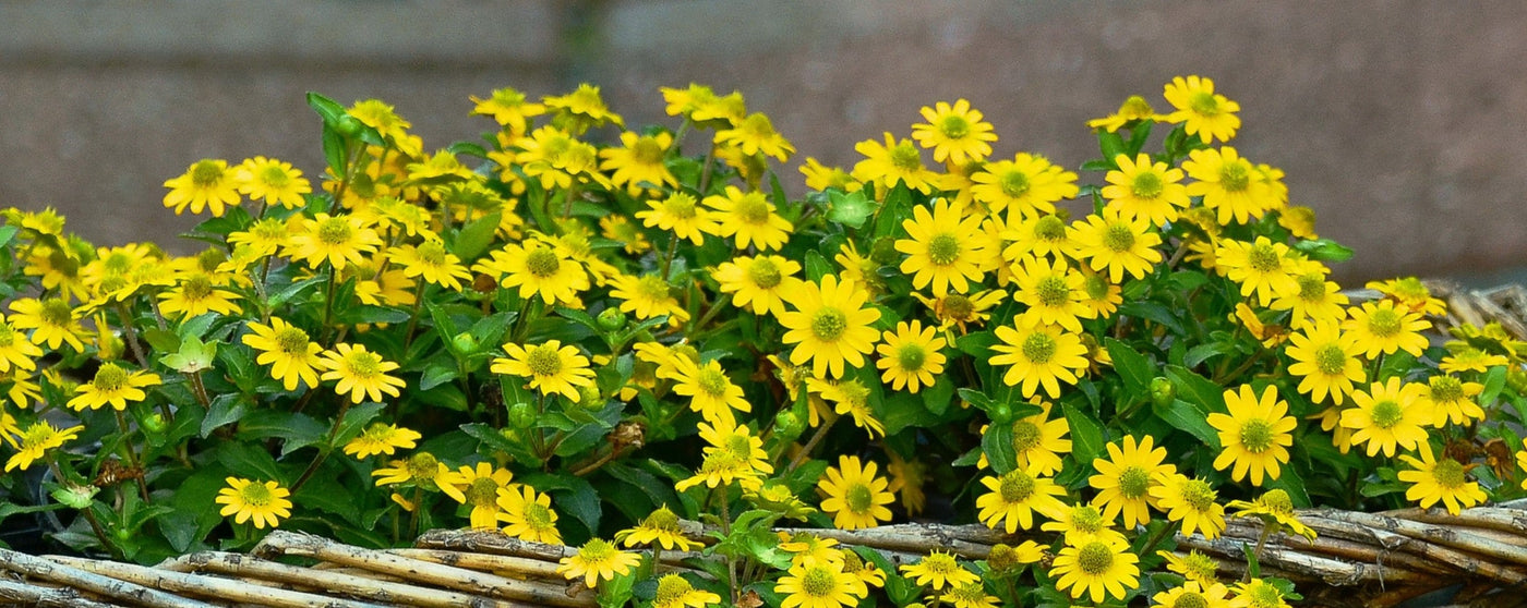 Huovinkukan istutus ja hoito-ohjeet