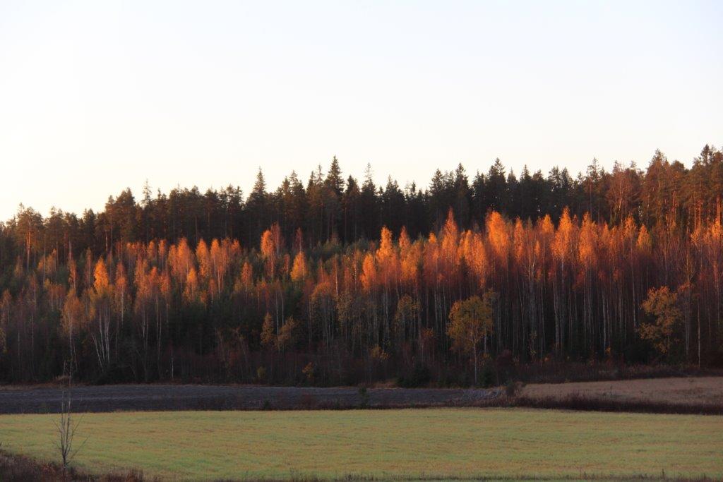 Puutarhurin Perjantaiposti 19.10.2018