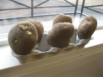 Puutarhurin perjantaipostia 13.3.2020