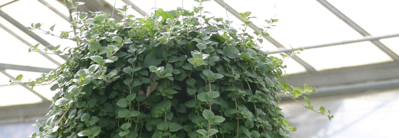 Valkosirokin eli intiaanimintun istutus ja hoito-ohjeet