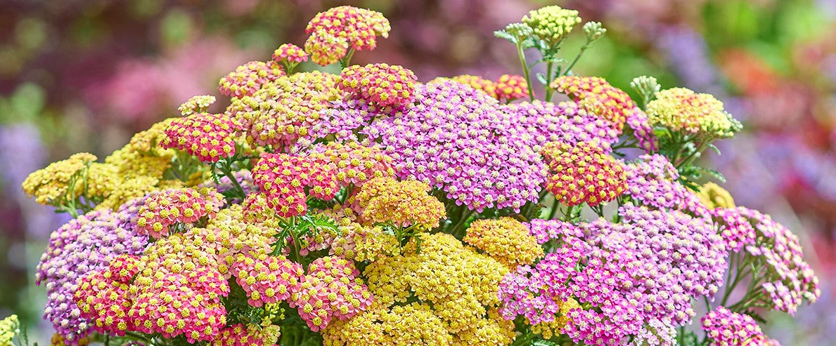 Kärsämön istutus ja hoito-ohjeet