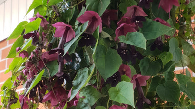 Keijunmekon istutus ja hoito-ohjeet