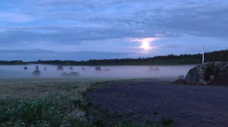 Yöperhosia houkuttelevia kukkia, Havaintoja puutarhan lintumaailmasta, Sadot kypsyy, suojataan, ym. 21.6.2024