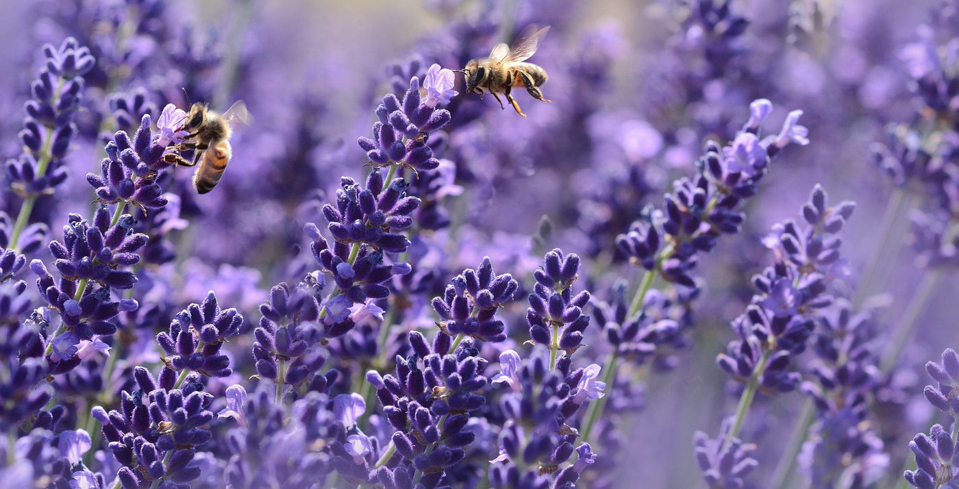 Laventelin istutus ja hoito-ohjeet
