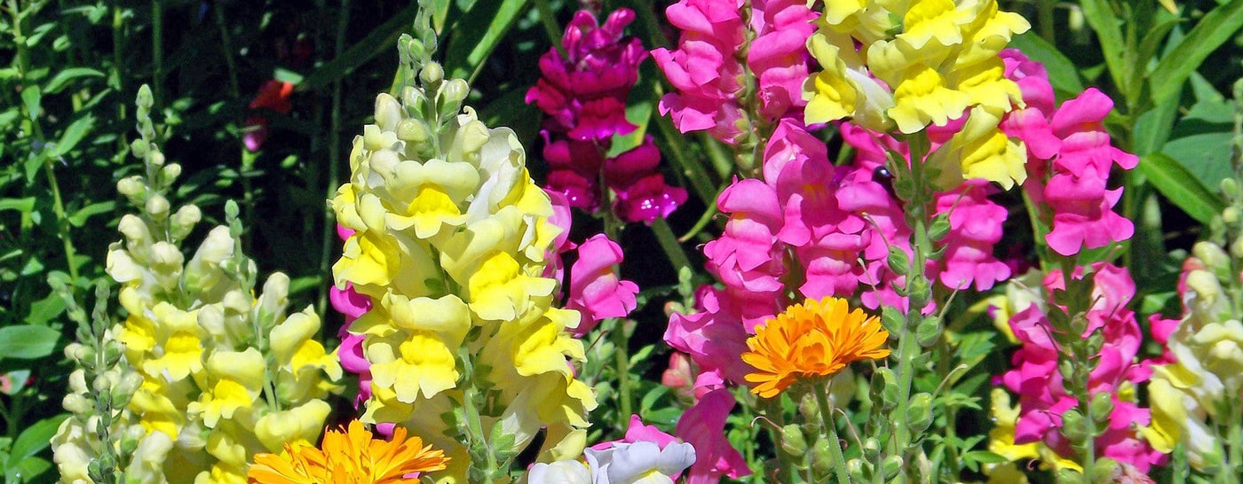 Leijonankidan istutus ja hoito-ohjeet