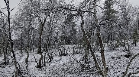 Lokakuisessa puutarhassa, Syksyn ruskaa ja vaahteranlehtiruusuja, Vuoden Positiivisin Suomalainen, ym. 8.10.2021