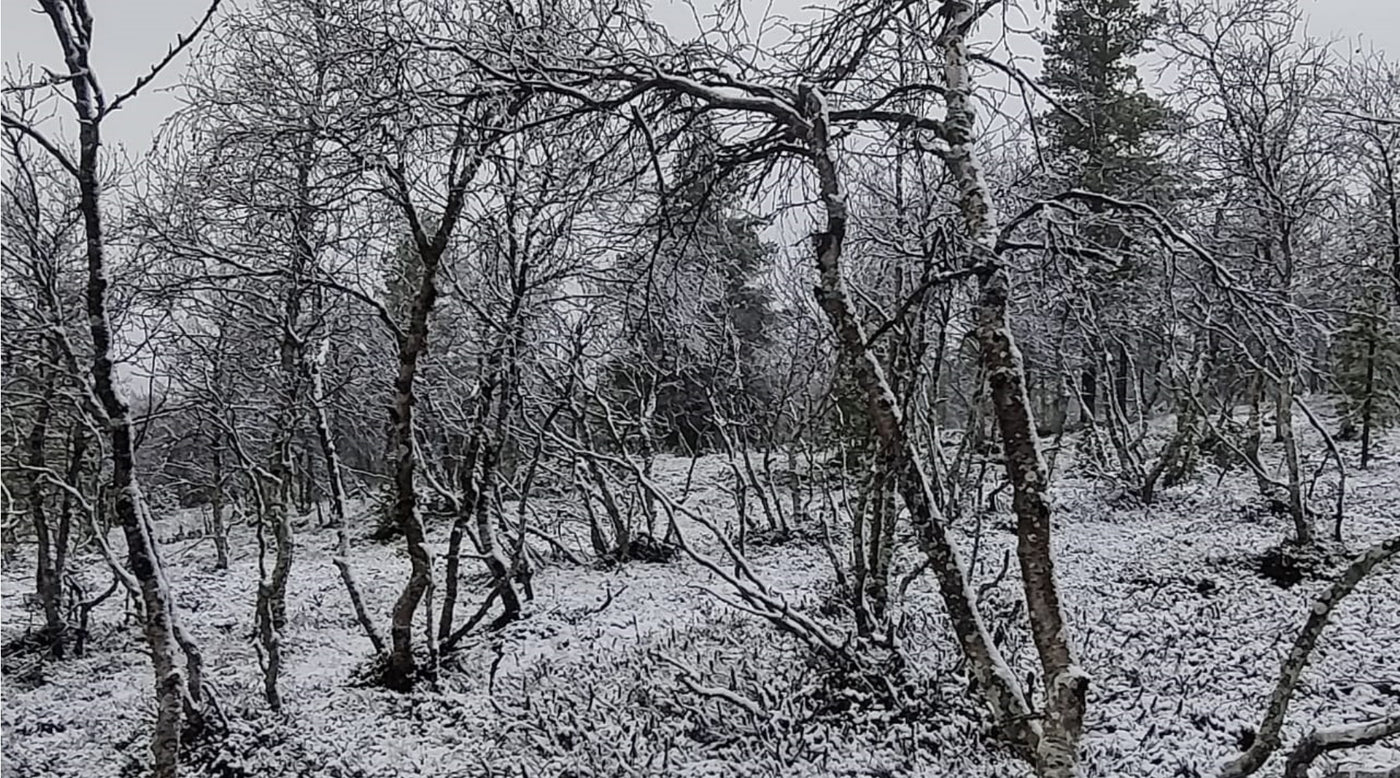 Lokakuisessa puutarhassa, Syksyn ruskaa ja vaahteranlehtiruusuja, Vuoden Positiivisin Suomalainen, ym. 8.10.2021