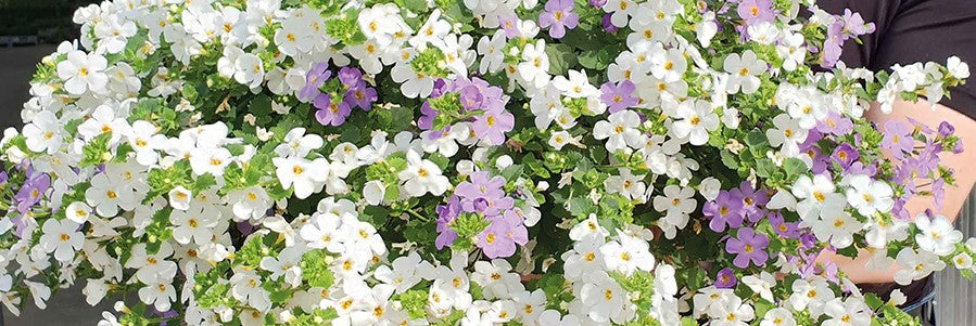 Lumihiutaleen istutus ja hoito-ohjeet