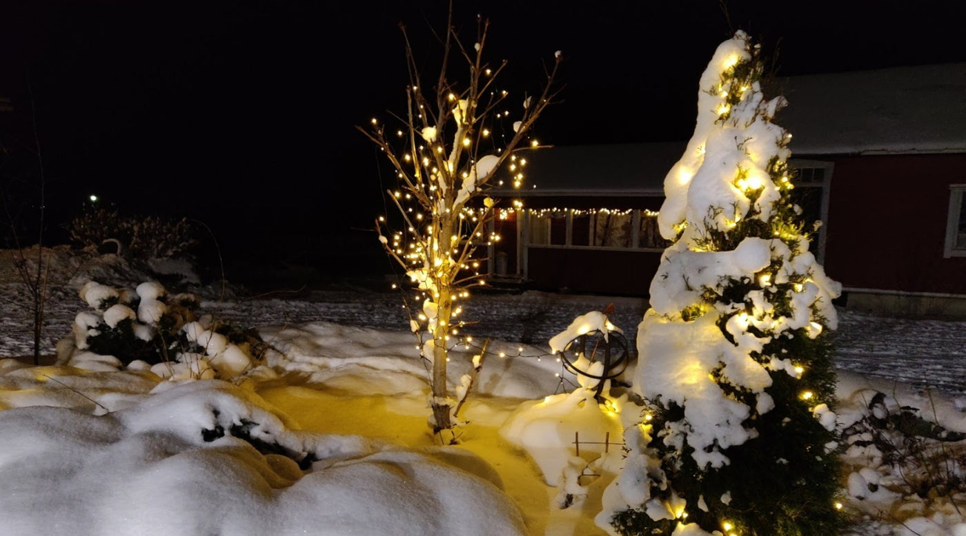 Lumikylpyjä, Amaryllikset kasvattavat vain lehtiä, Jäälyhtyjä, ym. 1.12.2023