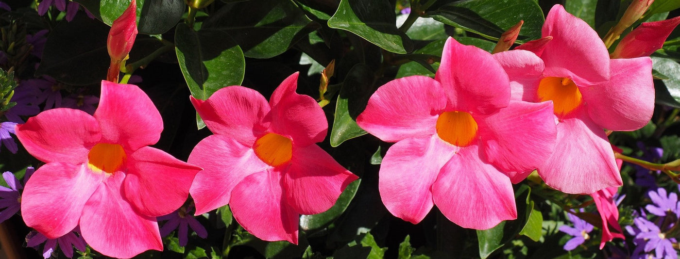 Maljaköynnöksen istutus ja hoito-ohjeet