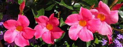 Maljaköynnöksen istutus ja hoito-ohjeet