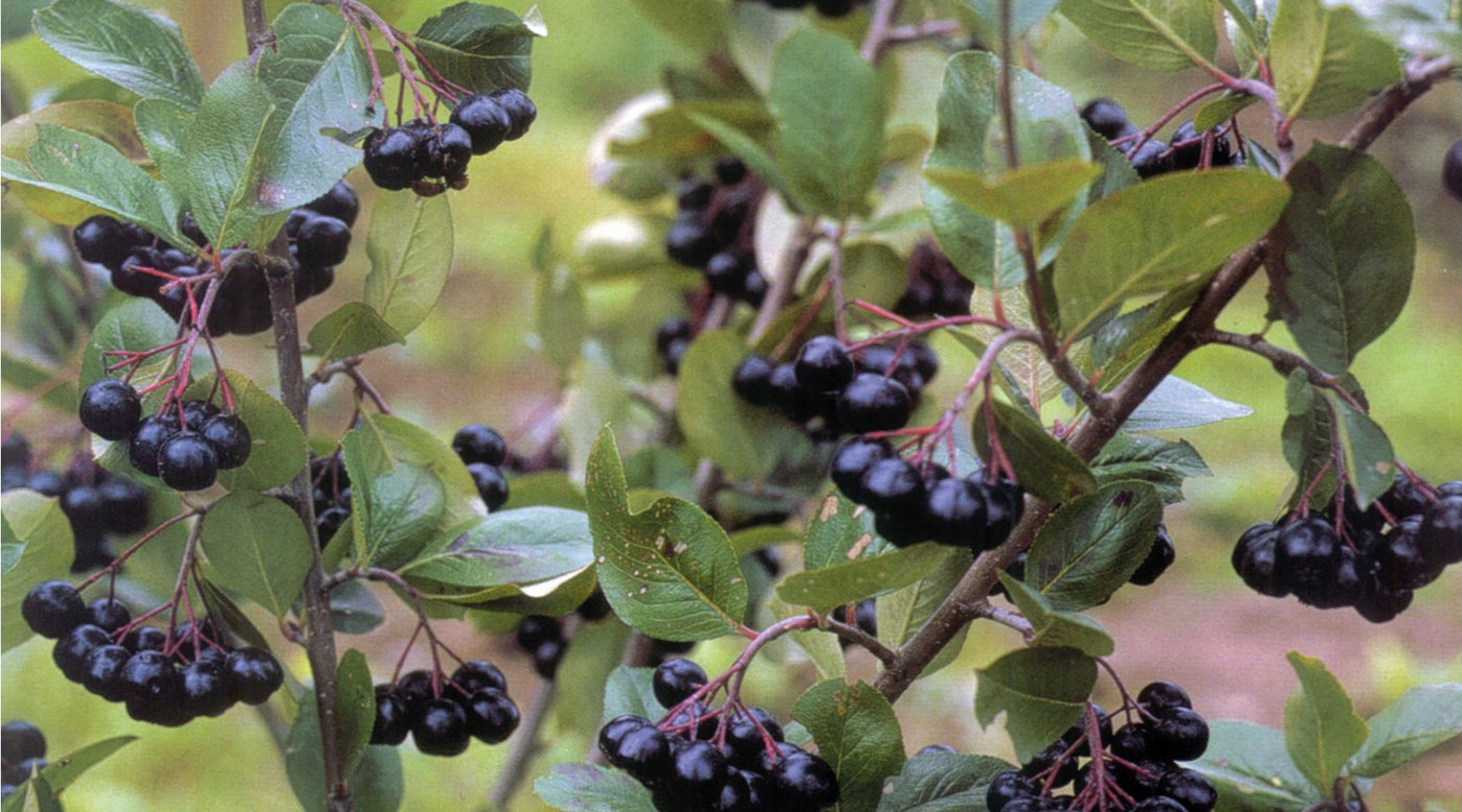 Marja-aronia reseptejä