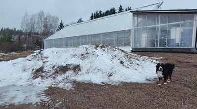 Silmut turvoksissa - ei hätää, Maat märkiä, ei mennä suotta tillustelemaan, Suojata vai ei ym. 31.1.2025
