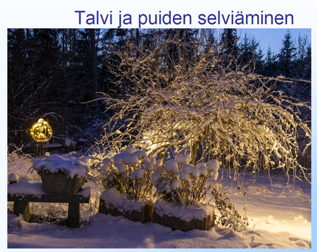 Talvi ja puiden selviäminen webinaari