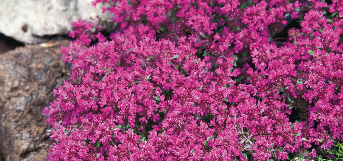 Nummiajuruoho istutus ja hoito-ohjeet