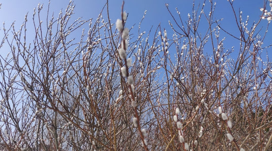 Rairuohojen kylvöaika, vai joku muu?, Kalkin / tuhkan levitykseen, Huonekasveille huolenpitoa, Lannoitekäpyjen "salaisuus", ym. 1.4.2022