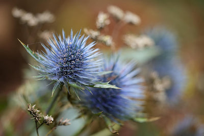 Sinipiikkiputki istutus ja hoito-ohjeet