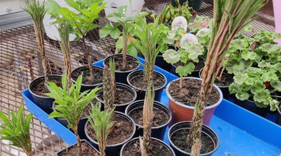 Pörriäiskatoa ehkäisemään, Viikon pörriäinen -kimalaiset, Potut pakkaseen, Skeipeistä pestoa, ym. 21.7.2022