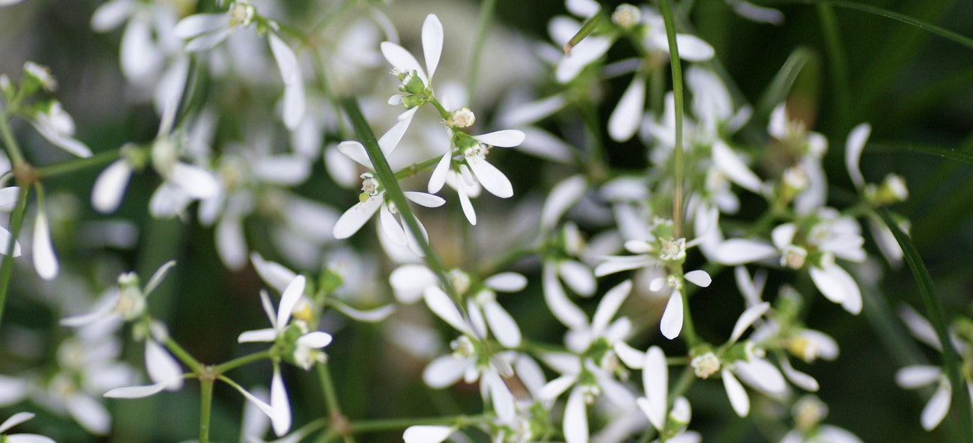 Poutapilven istutus ja hoito-ohjeet