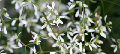 Poutapilven istutus ja hoito-ohjeet