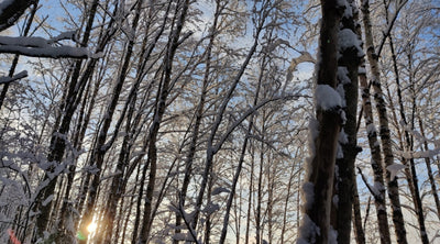 Joulukuusi kaadetaan nyt, Kestävän joulukuusen salaisuus, Sepelit sisälle, ym. 2.12.2022