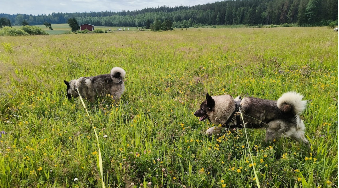 Syysistutettavia hyvässä kasvussa, Pionien kukinnan jälkeinen hoito, Tomaateille voimaa, ym. 5.7.2024