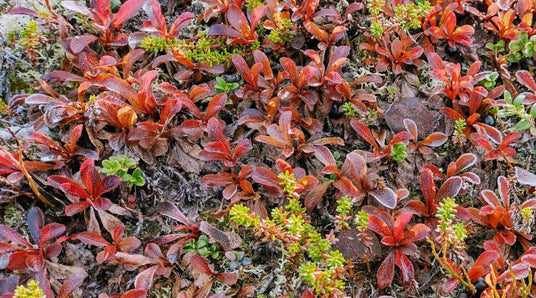 Kelo - pystyyn kuollut puu, Lokakuinen puutarha, Kissapostia - osa 2. ym, 6.10.2023