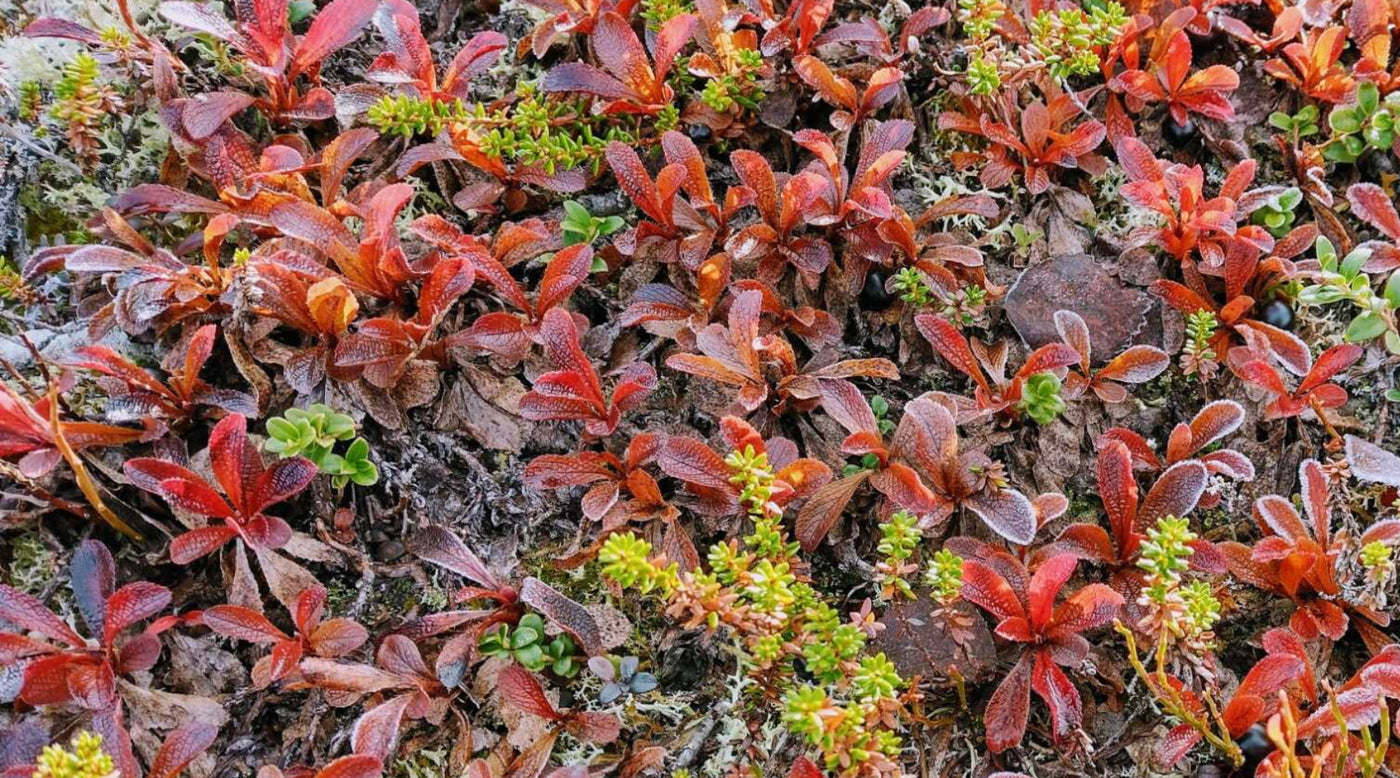 Kelo - pystyyn kuollut puu, Lokakuinen puutarha, Kissapostia - osa 2. ym, 6.10.2023