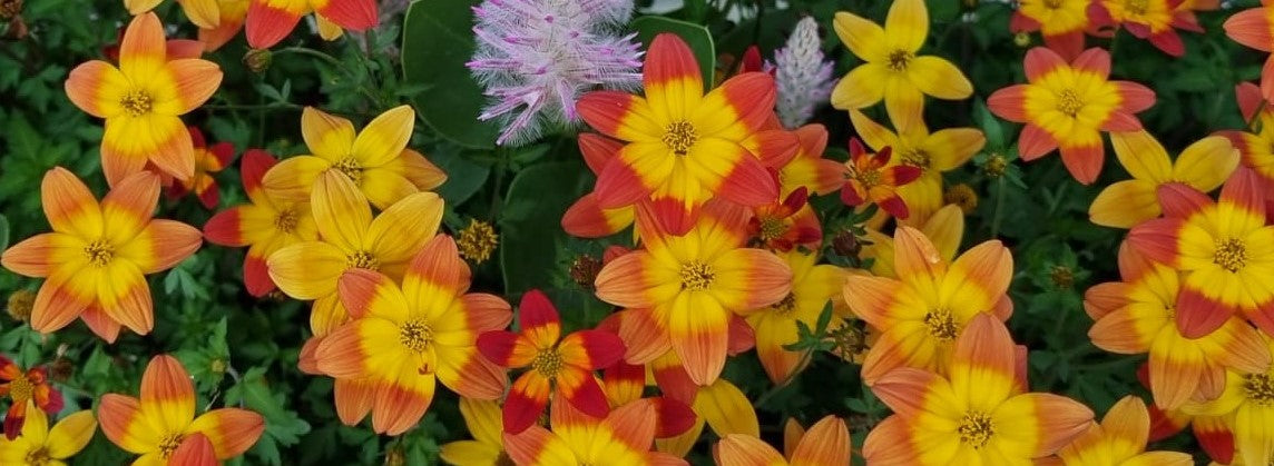 Rusokin istutus ja hoito-ohjeet