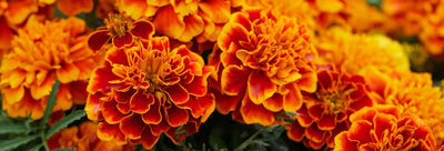 Samettikukan istutus ja hoito-ohjeet