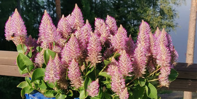 Silkkitassun istutus ja hoito-ohjeet