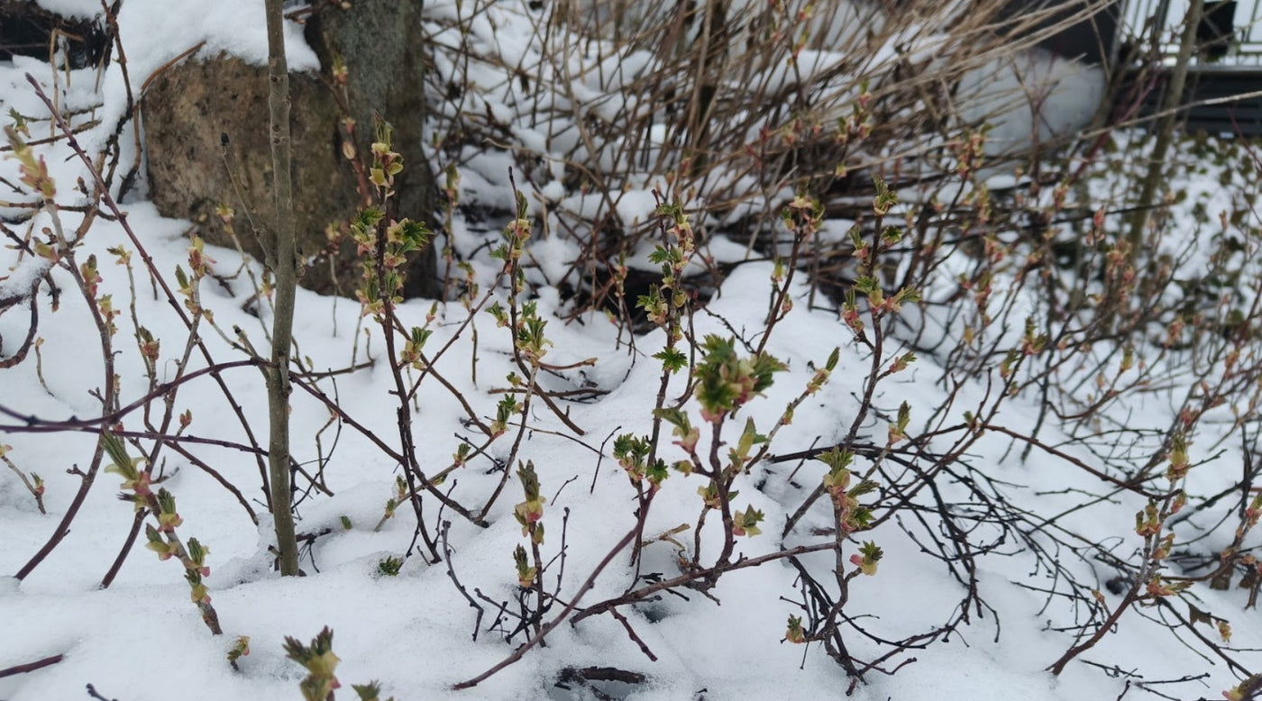 Juhannusperunoille lisää multaa, Lämpötilamittauksia, Märkä multa+aurinko= helposti tuhoisa vaikutus ym. 11.4.2025