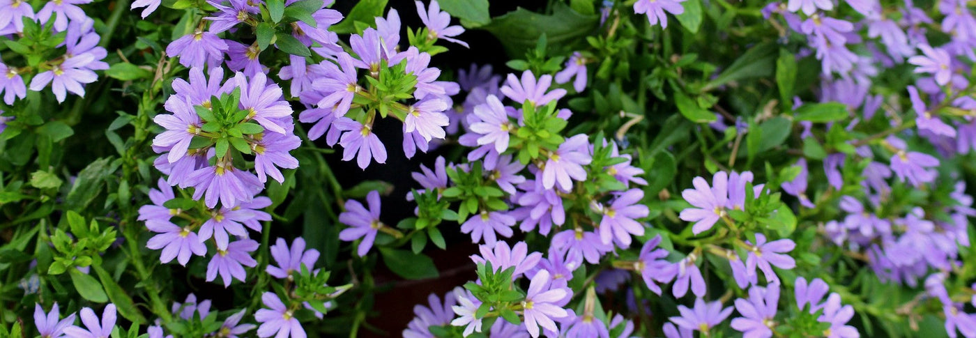 Siniviuhkan istutus ja hoito-ohjeet