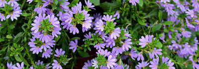 Siniviuhkan istutus ja hoito-ohjeet