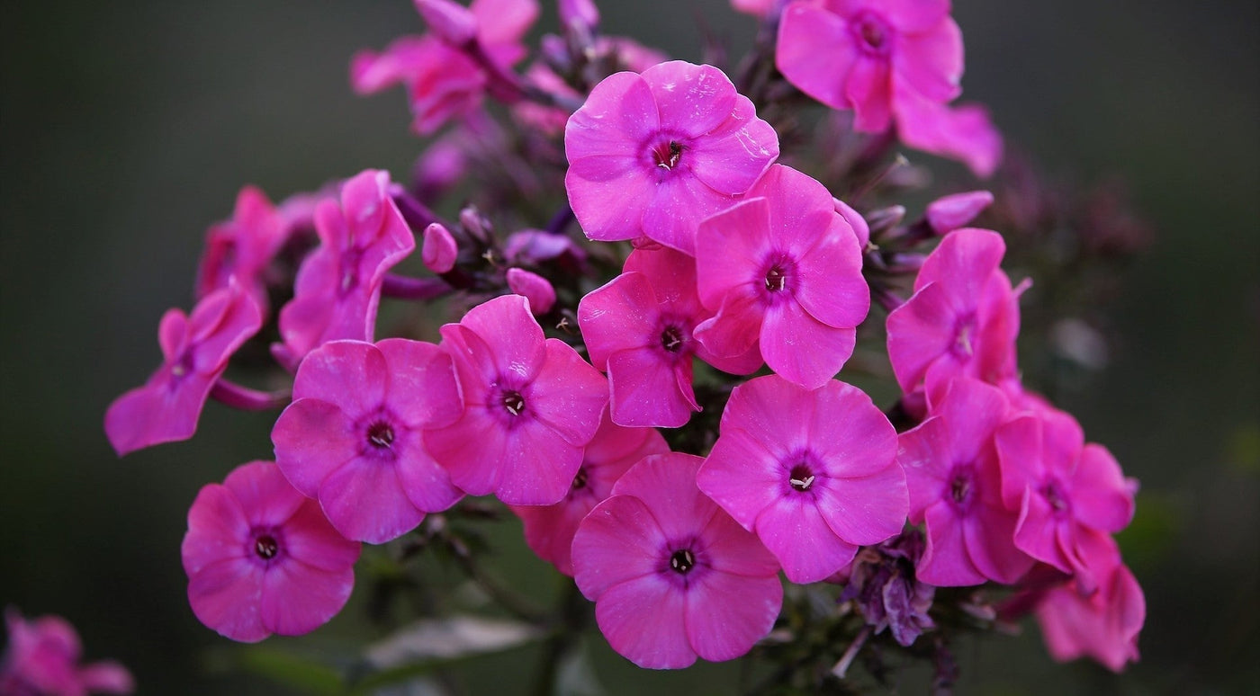 Syysleimun istutus ja hoito-ohjeet