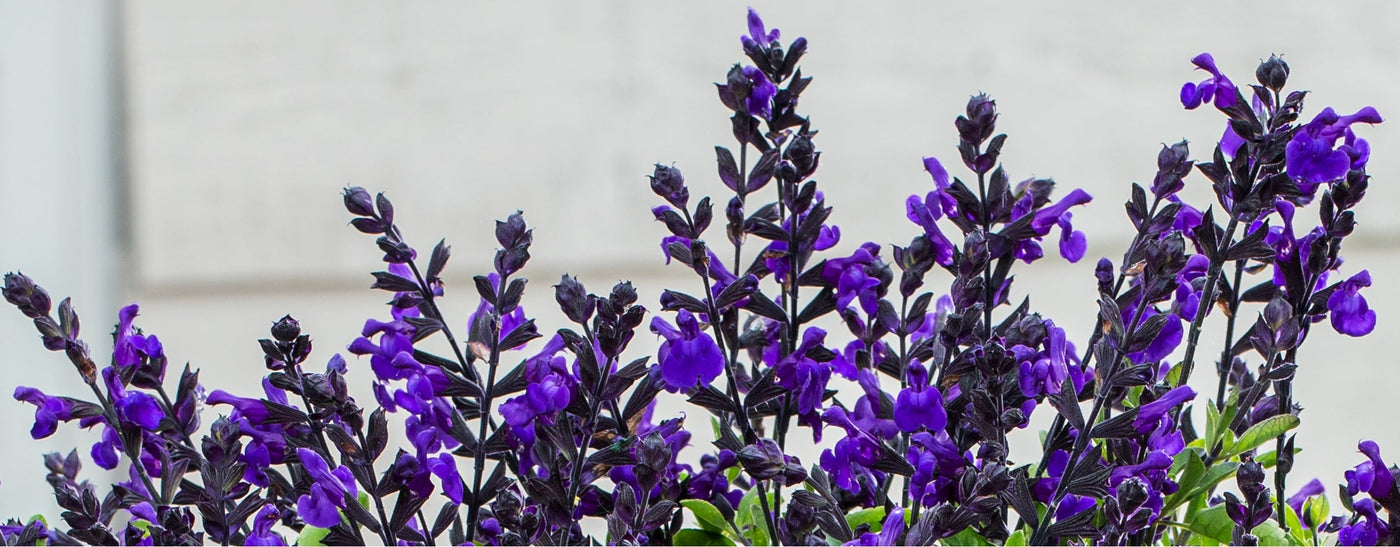 Syyssalvian istutus ja hoito-ohjeet