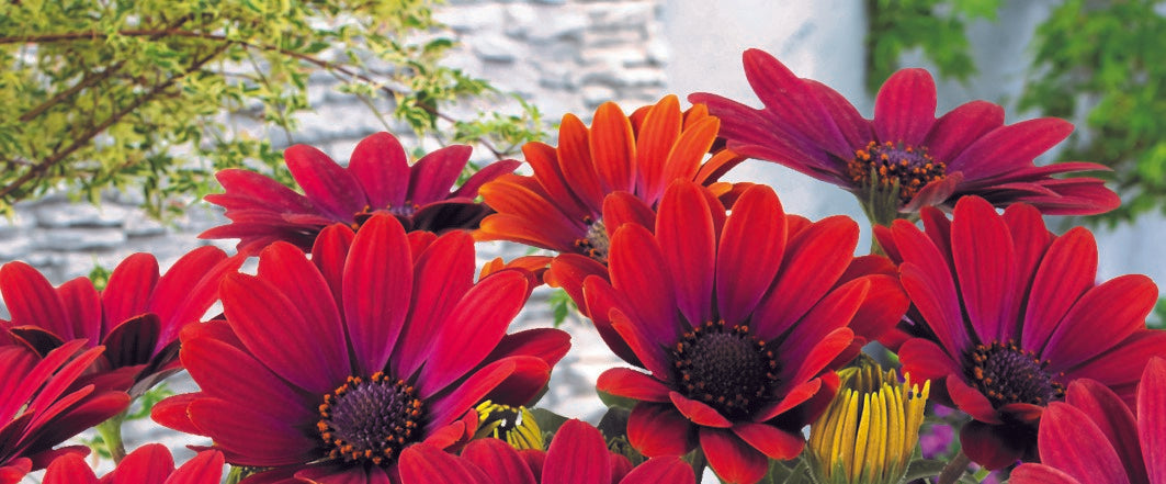 Tähtisilmän istutus ja hoito-ohjeet