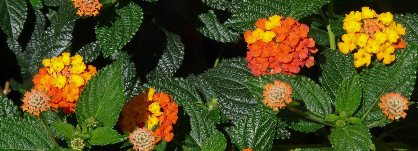 Tulikruunun istutus ja hoito-ohjeet