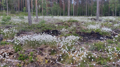 Isoja paikkakuntaisia eroja pölyttäjissä, Tunnistetaan, ennen kuin touhutaan,  Liljakukkojen valkosipuliuute, ym. 17.6.2022