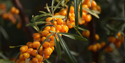 Tyrnin istutus ja hoito-ohjeet