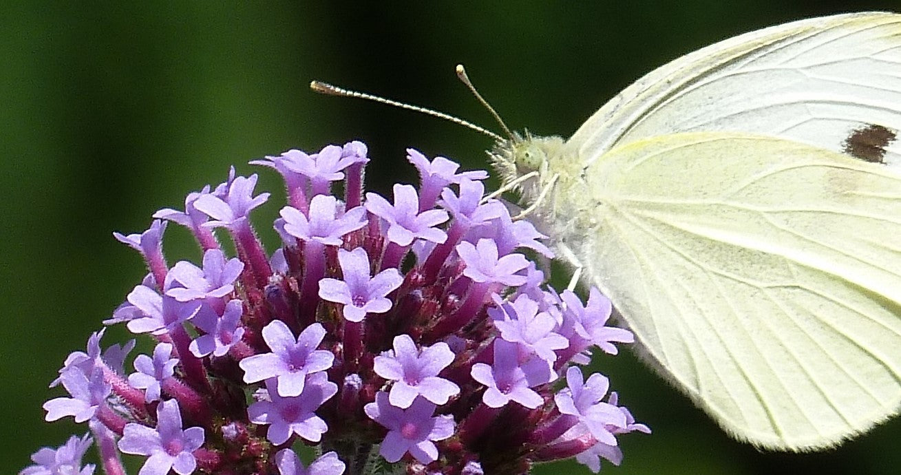 Verbenan istutus ja hoito-ohjeet