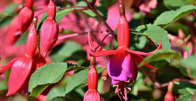 Verenpisaran istutus ja hoito-ohjeet