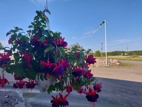 Puutarhurin Perjantaiposti 30.8.2019