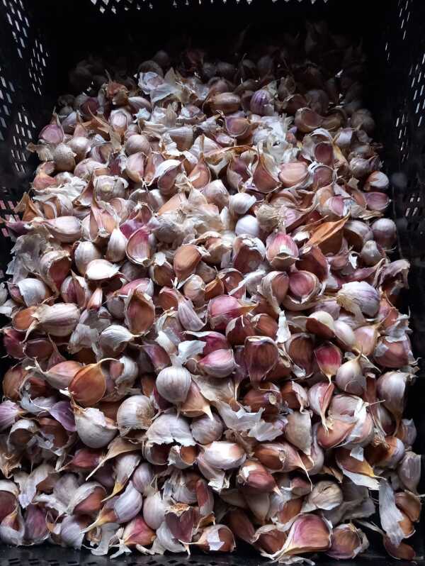 Talvivalkosipulien ”Ljubashan” istutukset alkoivat, Istutettavat amarylliksen sipulit vietiin käsistä, Kun olin iältäni – Hyvää isänpäiväviikonloppua! ym. 7.11.2025