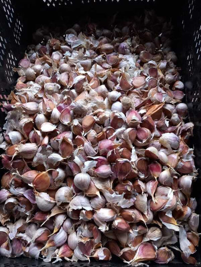 Talvivalkosipulien ”Ljubashan” istutukset alkoivat, Istutettavat amarylliksen sipulit vietiin käsistä, Kun olin iältäni – Hyvää isänpäiväviikonloppua! ym. 7.11.2025