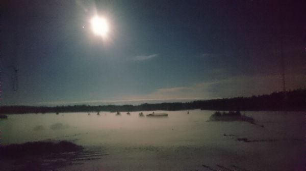 Kevään taimivalikoima nyt esillä, Kuvastoja voi tilata ja selata, Tulppaani kestämään, Tammikuussa sanottua ym. 14.1.2022