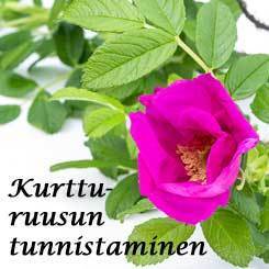Puutarhurin perjantaipostia 7.6.2019