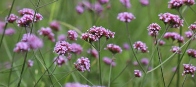 Jättiverbenan istutus ja hoito-ohjeet
