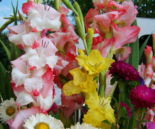 Gladioluksien istutus ja hoito-ohje